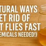 How to Get Rid of Fruit Flies Naturally, 8 Proven Ways (No Chemicals Needed!)
